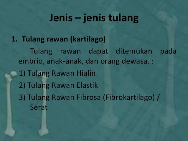 Sistem skeleton hewan vertebrata Sistem skeleton hewan vertebrata