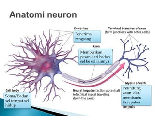 Penerima
rangsang
Memberikan
pesan dari badan
sel ke sel lainnya
Soma/Badan
sel tempat sel
hidup
Pelindung
axon dan
membantu
kecepatan
impuls
 