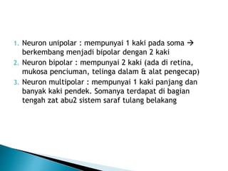 1. Neuron unipolar : mempunyai 1 kaki pada soma 
berkembang menjadi bipolar dengan 2 kaki
2. Neuron bipolar : mempunyai 2 kaki (ada di retina,
mukosa penciuman, telinga dalam & alat pengecap)
3. Neuron multipolar : mempunyai 1 kaki panjang dan
banyak kaki pendek. Somanya terdapat di bagian
tengah zat abu2 sistem saraf tulang belakang
 