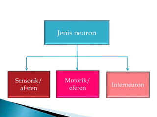Jenis neuron
Sensorik/
aferen
Motorik/
eferen
Interneuron
 