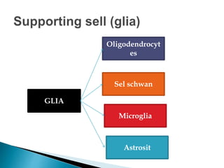 Oligodendrocyt
es
GLIA
Microglia
Sel schwan
Astrosit
 