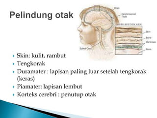  Skin: kulit, rambut
 Tengkorak
 Duramater : lapisan paling luar setelah tengkorak
(keras)
 Piamater: lapisan lembut
 Korteks cerebri : penutup otak
 