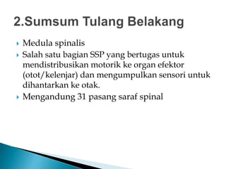  Medula spinalis
 Salah satu bagian SSP yang bertugas untuk
mendistribusikan motorik ke organ efektor
(otot/kelenjar) dan mengumpulkan sensori untuk
dihantarkan ke otak.
 Mengandung 31 pasang saraf spinal
 