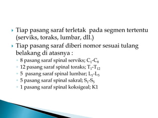  Tiap pasang saraf terletak pada segmen tertentu
(serviks, toraks, lumbar, dll.)
 Tiap pasang saraf diberi nomor sesuai tulang
belakang di atasnya :
◦ 8 pasang saraf spinal serviks; C1-C8
◦ 12 pasang saraf spinal toraks; T1-T12
◦ 5 pasang saraf spinal lumbar; L1-L5
◦ 5 pasang saraf spinal sakral; S1-S5
◦ 1 pasang saraf spinal koksigeal; K1
 