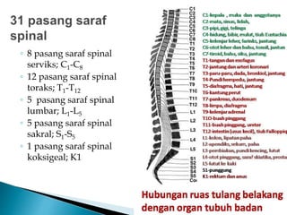 ◦ 8 pasang saraf spinal
serviks; C1-C8
◦ 12 pasang saraf spinal
toraks; T1-T12
◦ 5 pasang saraf spinal
lumbar; L1-L5
◦ 5 pasang saraf spinal
sakral; S1-S5
◦ 1 pasang saraf spinal
koksigeal; K1
 
