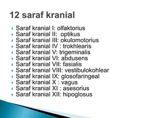  Saraf kranial I: olfaktorius
 Saraf kranial II: optikus
 Saraf kranial III: okulomotorius
 Saraf kranial IV : trokhlearis
 Saraf kranial V: trigeminalis
 Saraf kranial VI: abdusens
 Saraf kranial VII: fasialis
 Saraf kranial VIII: vestibulokohlear
 Saraf kranial IX: glosofaringeal
 Saraf kranial X : vagus
 Saraf kranial XI : asesorius
 Saraf kranial XII: hipoglosus
 