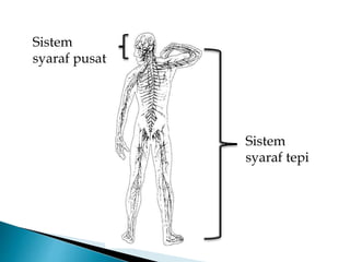 Sistem
syaraf tepi
Sistem
syaraf pusat
 