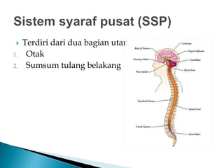  Terdiri dari dua bagian utama:
1. Otak
2. Sumsum tulang belakang
 