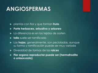 ANGIOSPERMAS


plantas con flor y que forman fruto



Porte herbaceo, arbustivo y arboreo



La diferencia es en los tejidos de sosten



tallo suele ser ramificado



Las hojas, generalmente, son pecioladas, aunque
su forma y ramificación puede ser muy variada



Diversidad de formas de las raices



Flor organo reproductor puede ser (hermafrodita
o unisexuada)

 