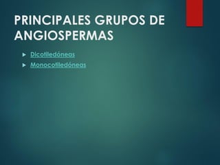 PRINCIPALES GRUPOS DE
ANGIOSPERMAS


Dicotiledóneas



Monocotiledóneas

 