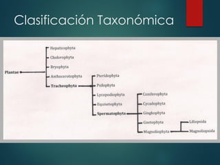 Clasificación Taxonómica

 