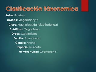 Reino: Plantae
Division: Magnoliophyta
Clase: Magnoliopsida (dicotiledonea)
SubClase: Magnolidae
Orden: Magnoliales
Familia: Anonaceae

Genero: Anona
Especie: muricata
Nombre vulgar: Guanabana

 