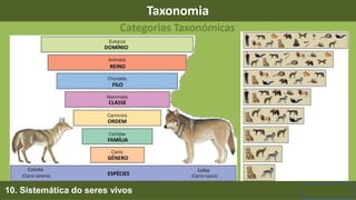 Taxonomia
10. Sistemática do seres vivos
Categorias Taxonómicas
 