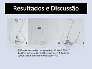 Resultados e Discussão




 2. Ceratium contortum var. contortum (Gourret) Cleve. 3.
 Ceratium carriense (Gourret) var. carriense. 4. Ceratium
 contortum var. karstenii (Pavillard) Sournia.
 