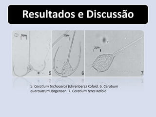 Resultados e Discussão




 5. Ceratium trichoceros (Ehrenberg) Kofoid. 6. Ceratium
 euarcuatum Jörgensen. 7. Ceratium teres Kofoid.
 