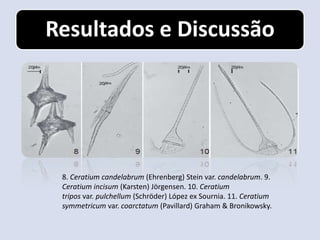 Resultados e Discussão




 8. Ceratium candelabrum (Ehrenberg) Stein var. candelabrum. 9.
 Ceratium incisum (Karsten) Jörgensen. 10. Ceratium
 tripos var. pulchellum (Schröder) López ex Sournia. 11. Ceratium
 symmetricum var. coarctatum (Pavillard) Graham & Bronikowsky.
 
