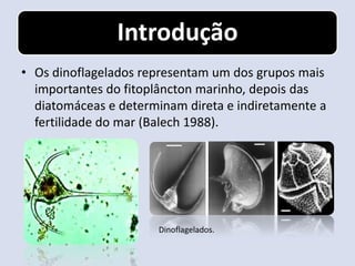 Introdução
• Os dinoflagelados representam um dos grupos mais
  importantes do fitoplâncton marinho, depois das
  diatomáceas e determinam direta e indiretamente a
  fertilidade do mar (Balech 1988).




                      Dinoflagelados.
 