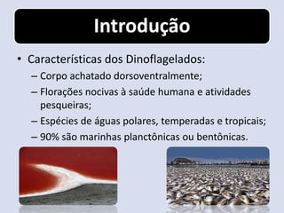 Introdução
• Características dos Dinoflagelados:
  – Corpo achatado dorsoventralmente;
  – Florações nocivas à saúde humana e atividades
    pesqueiras;
  – Espécies de águas polares, temperadas e tropicais;
  – 90% são marinhas planctônicas ou bentônicas.
 