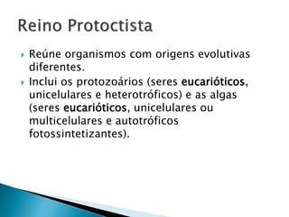  Reúne organismos com origens evolutivas
diferentes.
 Inclui os protozoários (seres eucarióticos,
unicelulares e heterotróficos) e as algas
(seres eucarióticos, unicelulares ou
multicelulares e autotróficos
fotossintetizantes).
 