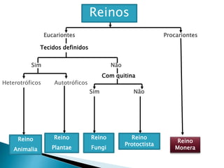 Eucariontes Procariontes
Tecidos definidos
Sim Não
Heterotróficos Autotróficos
Com quitina
Sim Não
Reino
Animalia
Reino
Plantae
Reino
Fungi
Reino
Protoctista
Reino
Monera
Reinos
 