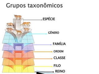 Grupos taxonômicos
ESPÉCIE
GÊNERO
FAMÍLIA
ORDEM
CLASSE
FILO
REINO
 