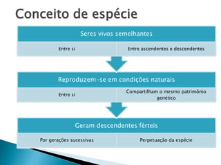 Conceito de espécie
Geram descendentes férteis
Por gerações sucessivas Perpetuação da espécie
Reproduzem-se em condições naturais
Entre si
Compartilham o mesmo patrimônio
genético
Seres vivos semelhantes
Entre si Entre ascendentes e descendentes
 