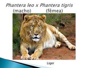 Liger
 