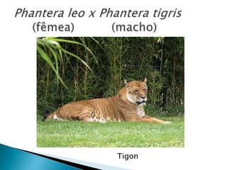 Tigon
 