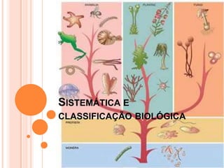 SISTEMÁTICA E
CLASSIFICAÇÃO BIOLÓGICA
 