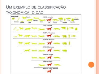 UM EXEMPLO DE CLASSIFICAÇÃO
TAXONÔMICA: O CÃO
 