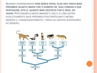 QUANDO CONSIDERAMOS DOIS SERES VIVOS, ELES SÃO TANTO MAIS
PRÓXIMOS QUANTO MAIOR FOR O NÚMERO DE TAXA COMUNS A QUE
PERTENCEM, ISTO É, QUANTO MAIS RESTRITO FOR O NÍVEL DO
TAXON. POR EXEMPLO NESTA IMAGEM O CÃO E O LOBO ESTÃO
EVOLUTIVAMENTE MAIS PRÓXIMOS POIS PARTILHAM O MESMO
GÉNERO E, CONSEQUENTEMENTE, TODOS OS GRUPOS SUPERIORES
AO GÉNERO.
 