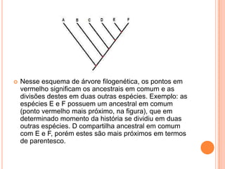  Nesse esquema de árvore filogenética, os pontos em
vermelho significam os ancestrais em comum e as
divisões destes em duas outras espécies. Exemplo: as
espécies E e F possuem um ancestral em comum
(ponto vermelho mais próximo, na figura), que em
determinado momento da história se dividiu em duas
outras espécies. D compartilha ancestral em comum
com E e F, porém estes são mais próximos em termos
de parentesco.
 