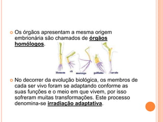 Os órgãos apresentam a mesma origem
embrionária são chamados de órgãos
homólogos.
 No decorrer da evolução biológica, os membros de
cada ser vivo foram se adaptando conforme as
suas funções e o meio em que vivem, por isso
sofreram muitas transformações. Este processo
denomina-se irradiação adaptativa.
 