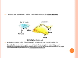  Os órgãos que apresentam a mesma função são chamados de órgãos análogos.
 as asas dos insetos e das aves, ambas têm a mesma função: proporcionar o vôo.
Esses órgãos apresentam origens embrionárias diferentes, porém são análogos por
apresentarem a mesma função, pois vivem num mesmo habitat e se adaptaram a ele. Este
processo de adaptação é chamado convergência adaptativa.
 