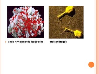  Vírus HIV atacando leucócitos Bacteriófogos
 