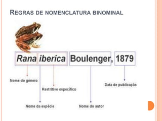REGRAS DE NOMENCLATURA BINOMINAL
 