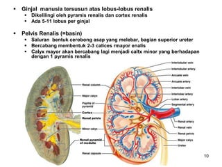 10
 Ginjal manusia tersusun atas lobus-lobus renalis
 Dikelilingi oleh pyramis renalis dan cortex renalis
 Ada 5-11 lobus per ginjal
 Pelvis Renalis (=basin)
 Saluran bentuk cerobong asap yang melebar, bagian superior ureter
 Bercabang membentuk 2-3 calices rmayor enalis
 Calyx mayor akan bercabang lagi menjadi caltx minor yang berhadapan
dengan 1 pyramis renalis
 