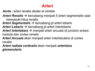 11
Arteri
Aorta : arteri renalis dexter et sinister
Arteri Renalis  bercabang menjadi 5 arteri segmentalis saat
memasuki hilus renalis
Arteri Segmentalis  bercabang jd arteri lobaris
Arteri Lobaris  bercabang jd arteri interlobaris
Arteri Interlobars  menjadi arteri arcuata di junction antara
medula dan cortex renalis
Arteri Arcuata akan menjadi arteri interlobularis di cortex
renalis
Arteri radiata corticalis akan menjadi arteriolus
glomerularis
 