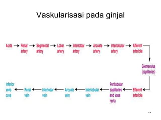 14
Vaskularisasi pada ginjal
 