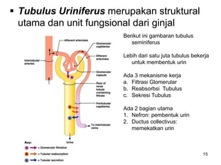 15
 Tubulus Uriniferus merupakan struktural
utama dan unit fungsional dari ginjal
Berikut ini gambaran tubulus
seminiferus
Lebih dari satu juta tubulus bekerja
untuk membentuk urin
Ada 3 mekanisme kerja
a. Filtrasi Glomerular
b. Reabsorbsi Tubulus
c. Sekresi Tubulus
Ada 2 bagian utama
1. Nefron: pembentuk urin
2. Ductus collectivus:
memekatkan urin
 