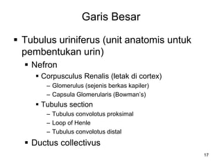 17
Garis Besar
 Tubulus uriniferus (unit anatomis untuk
pembentukan urin)
 Nefron
 Corpusculus Renalis (letak di cortex)
– Glomerulus (sejenis berkas kapiler)
– Capsula Glomerularis (Bowman’s)
 Tubulus section
– Tubulus convolotus proksimal
– Loop of Henle
– Tubulus convolotus distal
 Ductus collectivus
 
