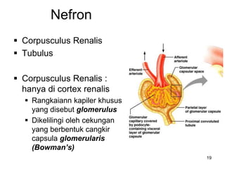 19
Nefron
 Corpusculus Renalis
 Tubulus
 Corpusculus Renalis :
hanya di cortex renalis
 Rangkaiann kapiler khusus
yang disebut glomerulus
 Dikelilingi oleh cekungan
yang berbentuk cangkir
capsula glomerularis
(Bowman’s)
 