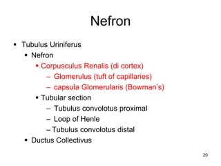 Nefron
20
 Tubulus Uriniferus
 Nefron
 Corpusculus Renalis (di cortex)
– Glomerulus (tuft of capillaries)
– capsula Glomerularis (Bowman’s)
 Tubular section
– Tubulus convolotus proximal
– Loop of Henle
– Tubulus convolotus distal
 Ductus Collectivus
 