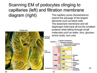 23
Scanning EM of podocytes clinging to
capillaries (left) and filtration membrane
diagram (right) The capillary pores (fenestrations)
restrict the passage of the largest
elements such as blood cells
The basement membrane and slit
diaphragm hold back all but the smallest
proteins while letting through small
molecules such as water, ions, glucose,
amino acids, and urea
 