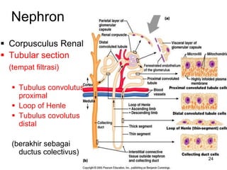 24
Nephron
 Corpusculus Renal
 Tubular section
(tempat filtrasi)
 Tubulus convolutus
proximal
 Loop of Henle
 Tubulus covolutus
distal
(berakhir sebagai
ductus colectivus)
 