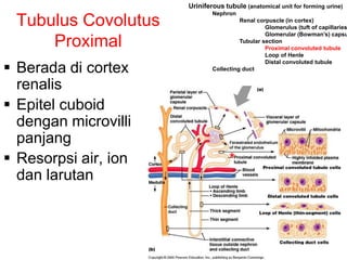 25
Tubulus Covolutus
Proximal
 Berada di cortex
renalis
 Epitel cuboid
dengan microvilli
panjang
 Resorpsi air, ion
dan larutan
Uriniferous tubule (anatomical unit for forming urine)
Nephron
Renal corpuscle (in cortex)
Glomerulus (tuft of capillaries
Glomerular (Bowman’s) capsu
Tubular section
Proximal convoluted tubule
Loop of Henle
Distal convoluted tubule
Collecting duct
*
 