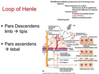26
Loop of Henle
 Pars Descendens
limb  tipis
 Pars ascendens
 tebal
Uriniferous tubule (anatomical unit for forming urine)
Nephron
Renal corpuscle (in cortex)
Glomerulus (tuft of capillaries)
Glomerular (Bowman’s) capsule
Tubular section
Proximal convoluted tubule
Loop of Henle
Distal convoluted tubule
Collecting duct
 