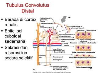 27
Tubulus Convolutus
Distal
 Berada di cortex
renalis
 Epitel sel
cuboidal
sederhana
 Sekresi dan
resorpsi ion
secara selektif
 