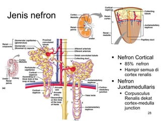28
Jenis nefron
 Nefron Cortical
 85% nefron
 Hampir semua di
cortex renalis
 Nefron
Juxtamedullaris
 Corpusculus
Renalis dekat
cortex-medulla
junction
 