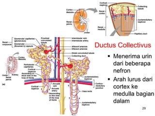 29
Collecting Ducts
 Menerima urin
dari beberapa
nefron
 Arah lurus dari
cortex ke
medulla bagian
dalam
Ductus Collectivus
 